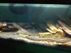 budapest1