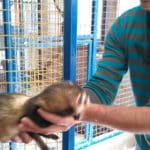 minizoo17