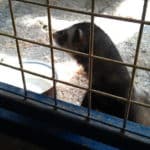 minizoo19