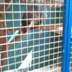 minizoo23