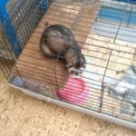 minizoo24