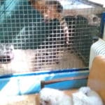 minizoo26
