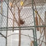 minizoo27