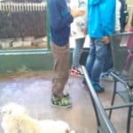 minizoo3