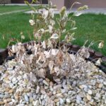 20240323 153805 - Po stopách slovenských drotárov do Dlhého Poľa